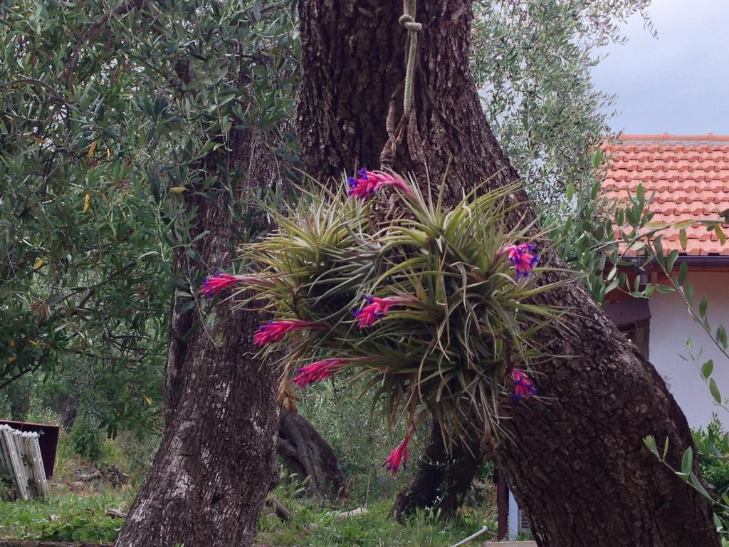 Agriturismo Ada Musso Ss Diano Borello Bagian luar foto